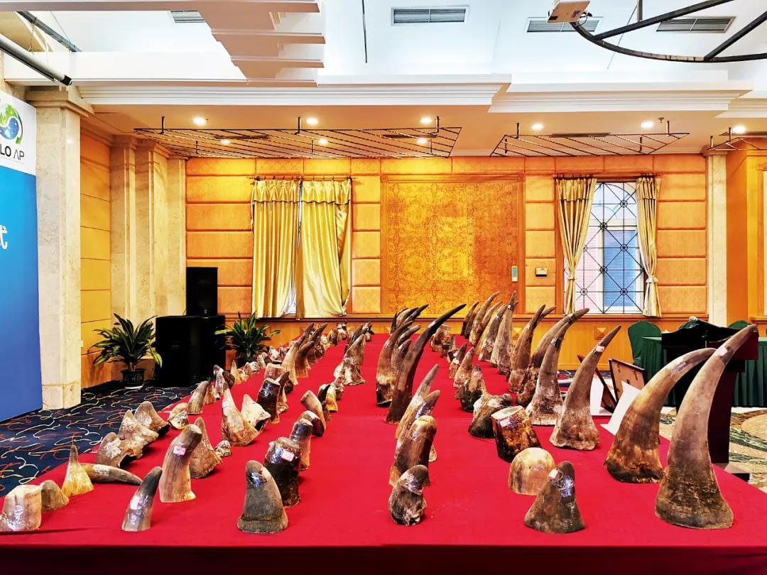 揭秘濒危物种特大走私案：案值数十亿 团伙专业化 - Vimarsana News
