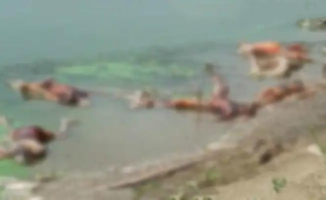 印度恒河中出现浮尸 视频截图