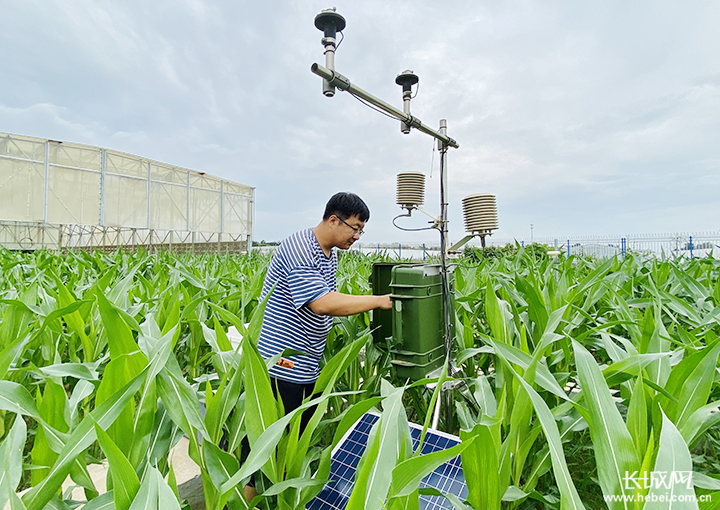 饶阳县气象局农业气象工程师刘馨在查看农业小气候观测系统数据.