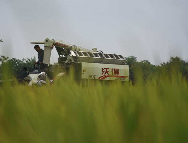 图3.“中科发1号早粳稻”在江西省上高县测产现场。新华社记者周密 摄