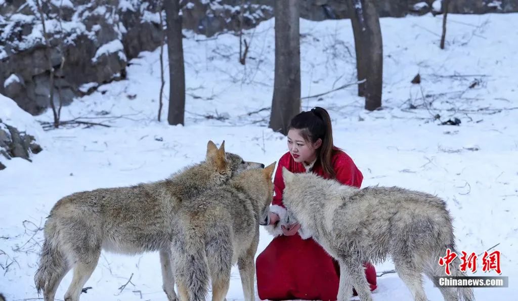 图为杨文静与狼园里的狼互动.受访者供图