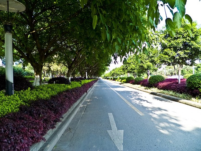 不起眼的城市绿化带也蕴含丰富微生物