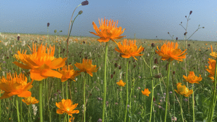 金莲花正是盛开的季节，大朵绽放，随风摇摆。奥蓝摄