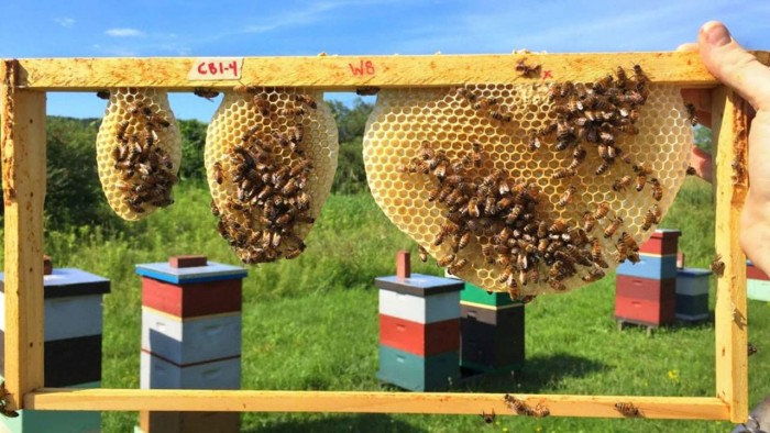 蜜蜂正在向工程师传授最佳的蜂巢设计技术
