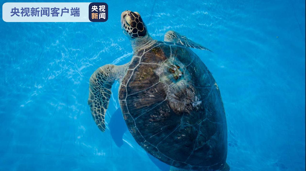 海南陵水：11只海龟回家 均属国家一级保护动物