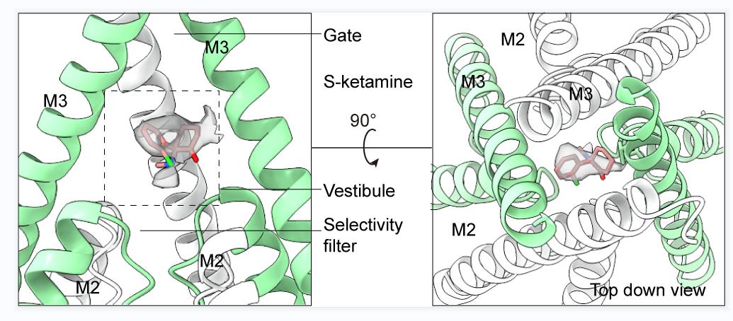 快速抗抑郁药氯胺酮三维结构、作用机制揭示！