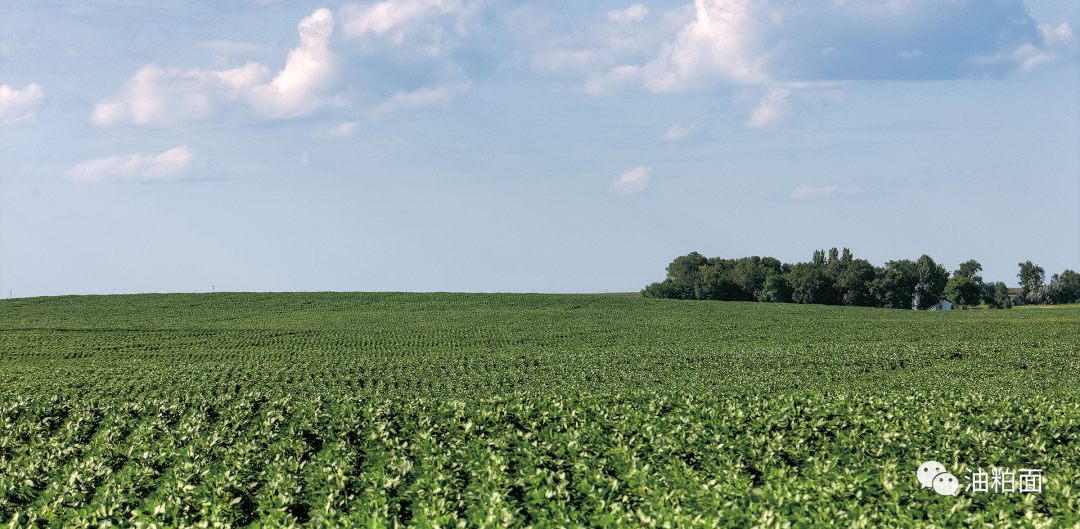 美国农场主今年大豆生长条件接近完美