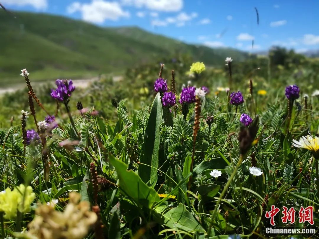 生长着200多种高原植物,白唇鹿,棕熊等230多种野生动物;还生活着野