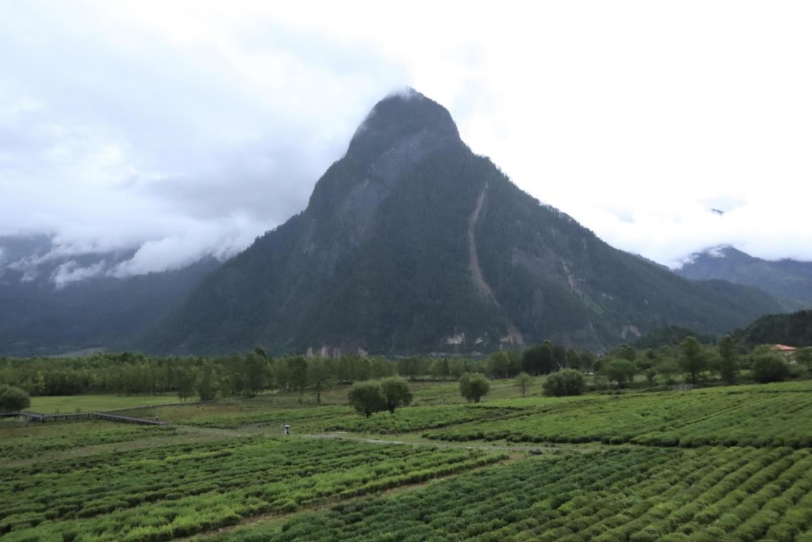 深山茶谷换新颜西藏波密易贡茶场的致富路