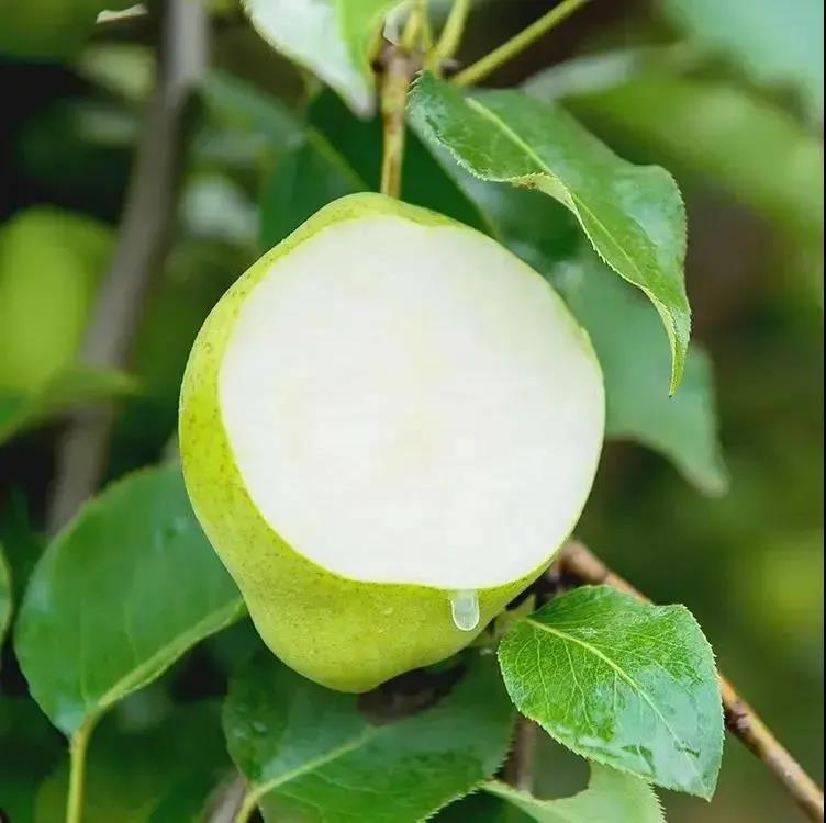 长在树上的矿泉水来啦清脆甘甜的陕西早酥梨让你清凉一夏