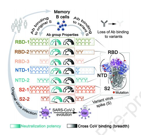 新的“图集”显示抗体如何攻击SARS-CoV-2冠状病毒的刺突糖蛋白变体