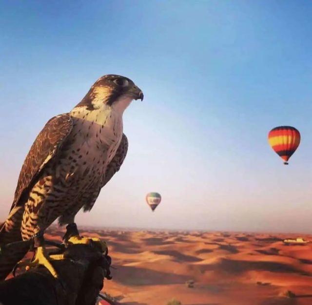 图源：ins@ballooning_uae