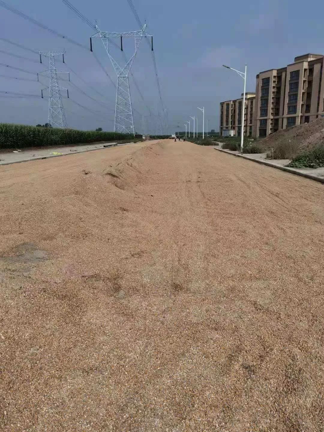 新乡水灾之后晾晒小麦