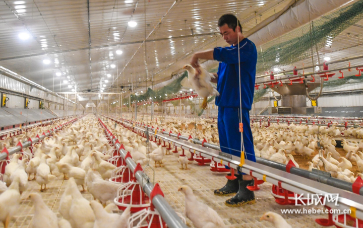 正大肉鸡养殖场工人在为鸡检疫.