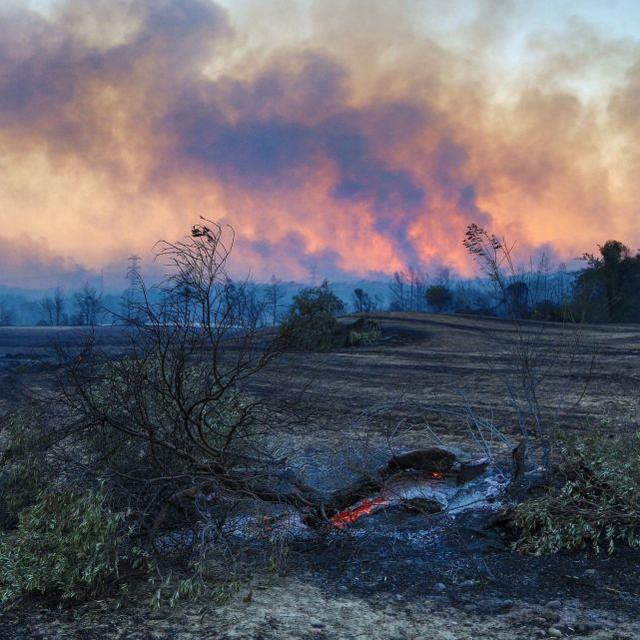 土耳其山火连烧5天，村民目睹末日般景象：连动物都着火了
