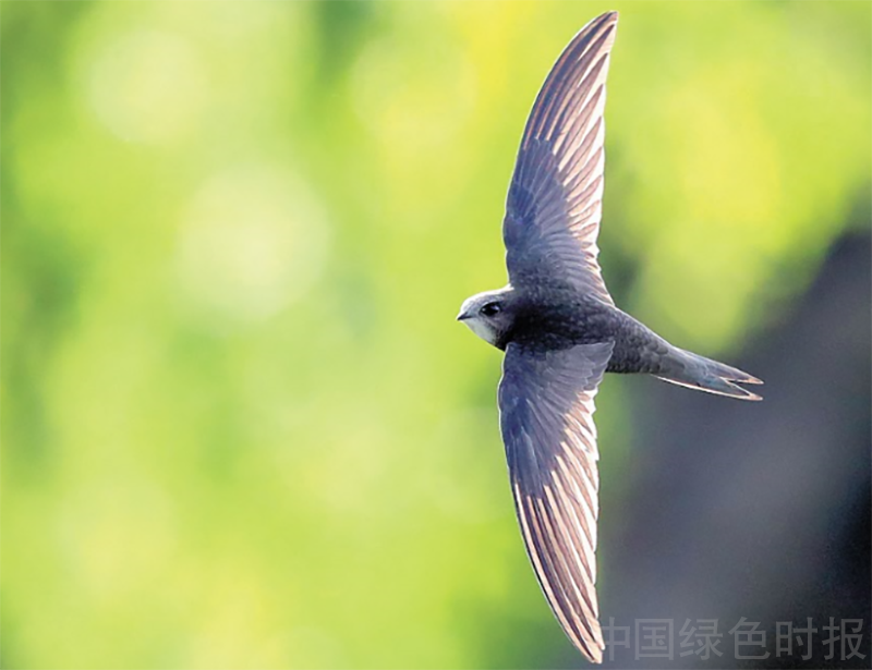 长安铃木雨燕怎么样 11款雨燕1.5好不好