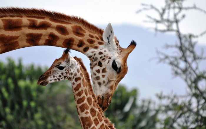 长颈鹿现在被认为是一种高度社会化的物种