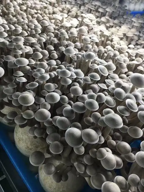 雪榕生物2021年上半年预计亏损70009000万元