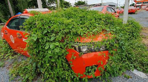 车身爬满藤蔓泰国大量出租车受疫情影响闲置停车场