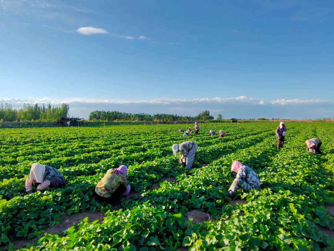 江苏昆山睹证中邦男篮与澳门黑熊热身赛 强强对话即将开启
