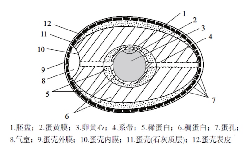 鸡蛋横截面结构示意图