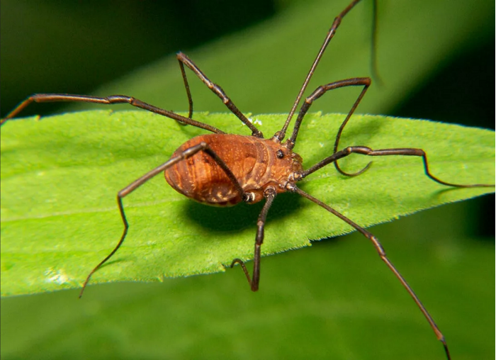 科学家通过基因调整将“长腿爸爸”蜘蛛变成“短腿爸爸”蜘蛛