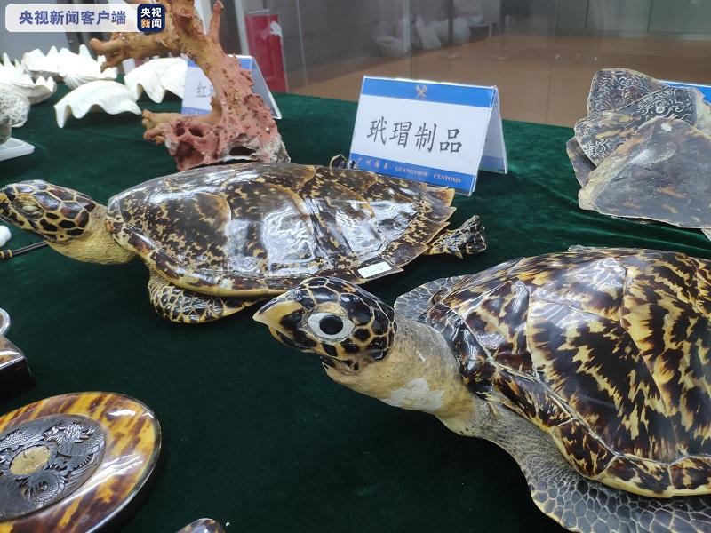 广州海关查获的玳瑁标本