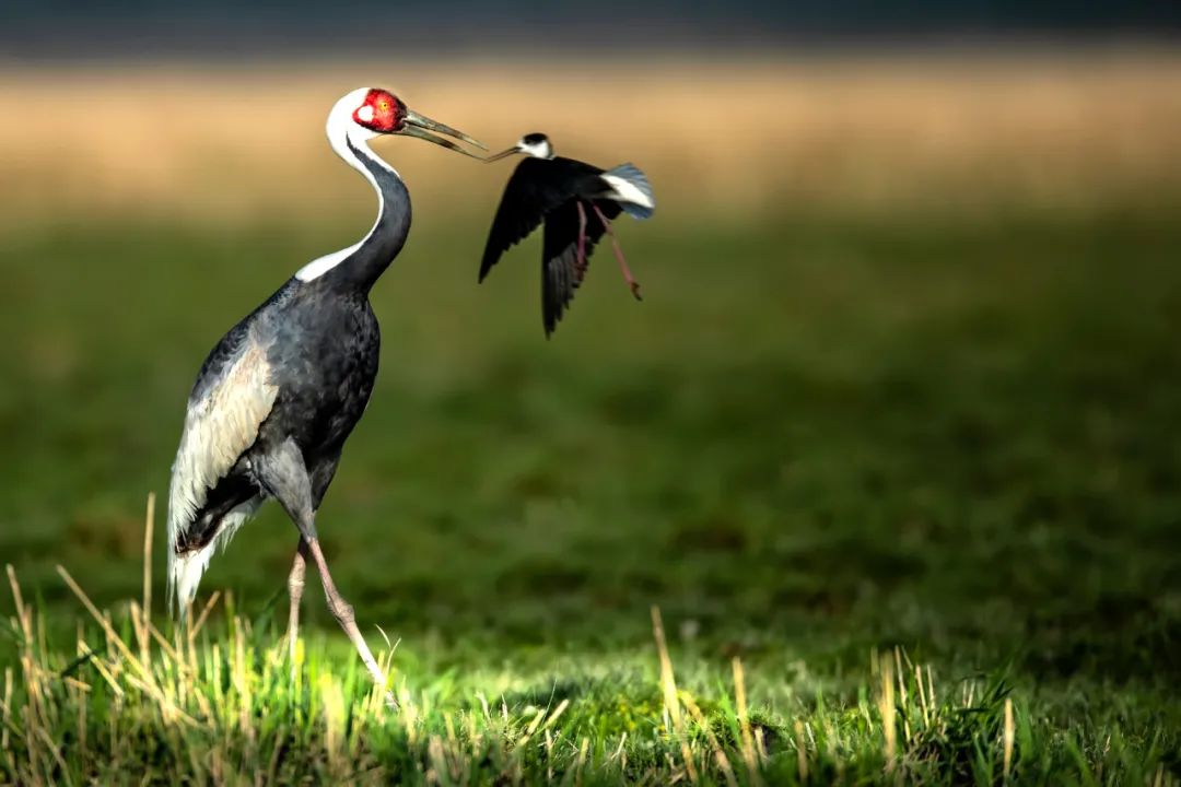 【生物多样性】美丽内蒙古|内蒙古|通辽市|锡林郭勒_新浪新闻