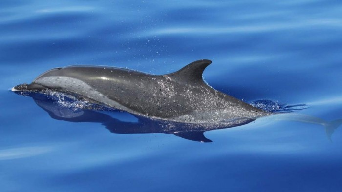 对鲸类动物的研究揭示其是如何发展出头顶吹气孔的