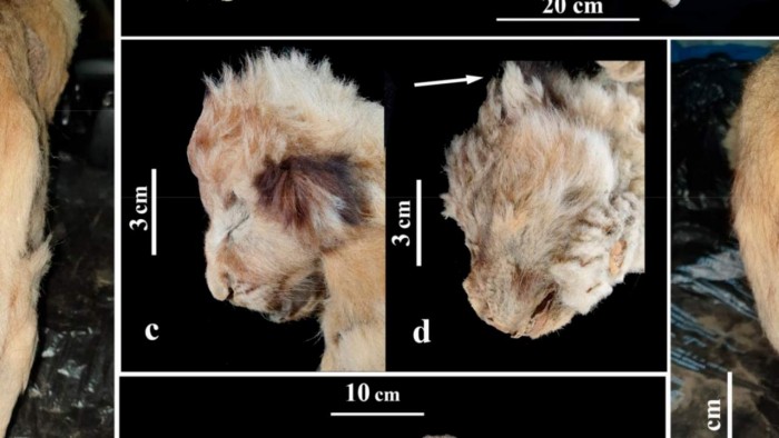 科学家发现古代冰冻狮子幼崽遗骸 为保存最完好的冰河时期动物之一