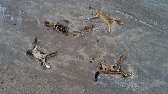 触目惊心！哈萨克斯坦遭遇严重干旱，草原上散布马匹尸体