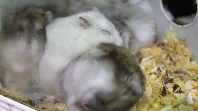 西班牙一项研究表明鼠类可感染新冠病毒贝塔变异毒株