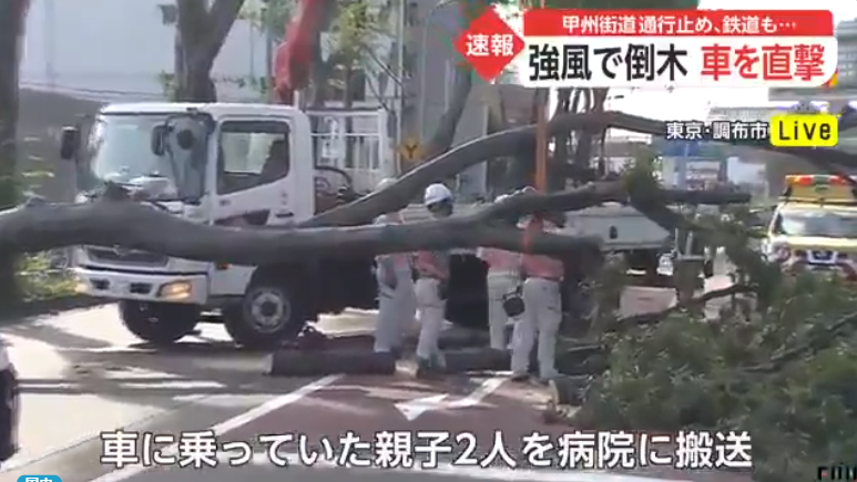 东京遭强风袭击：树木砸中行驶轿车 致2人受伤