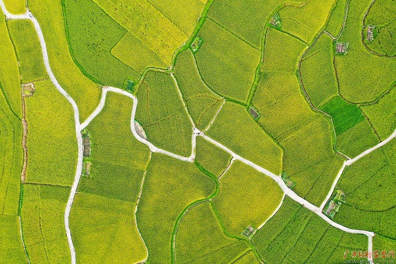 稻田阡陌纵横,田埂曲折蜿蜒,柳州市三江侗族自治县良口乡南寨村再生稻