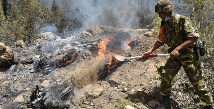 阿尔及利亚发生森林大火 已有25名军人在救援行动中牺牲