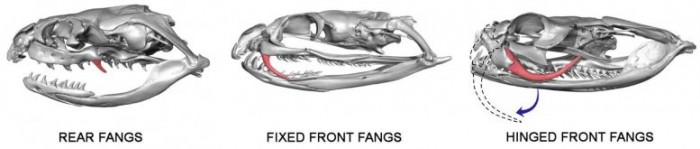 研究揭示蛇如何进化出毒牙