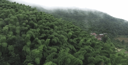 （▲四面环山的种植地无污染源）