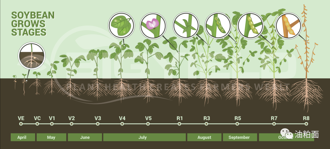 黄豆的生长过程顺序图片