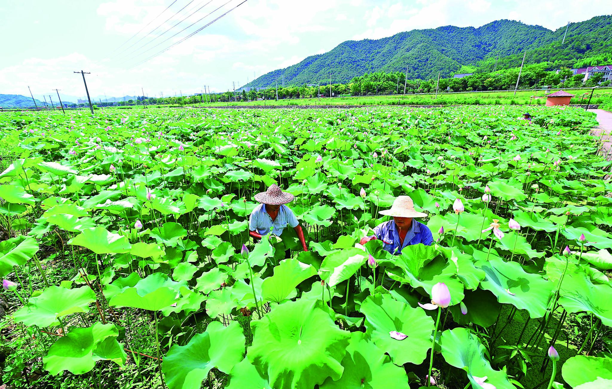 新登镇上山村图片