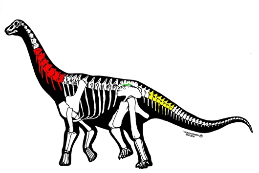 中国丝路巨龙（红色）与新疆哈密巨龙（黄色）骨骼保存示意图。（Maurilio Oliveira绘）