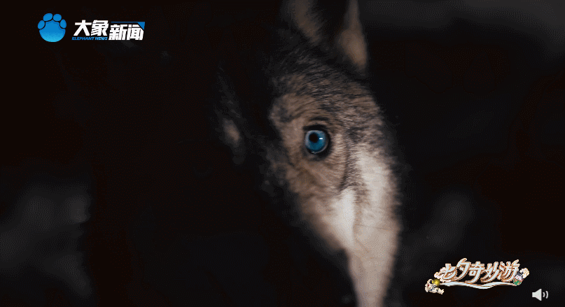 图片来源：视频截图 