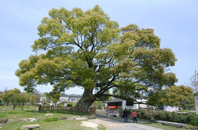 修剪自种香樟树被罚14万既要处罚也要释法