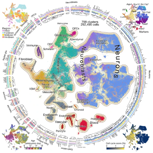 科学家创建了基于小鼠的胚胎大脑发育分子图谱