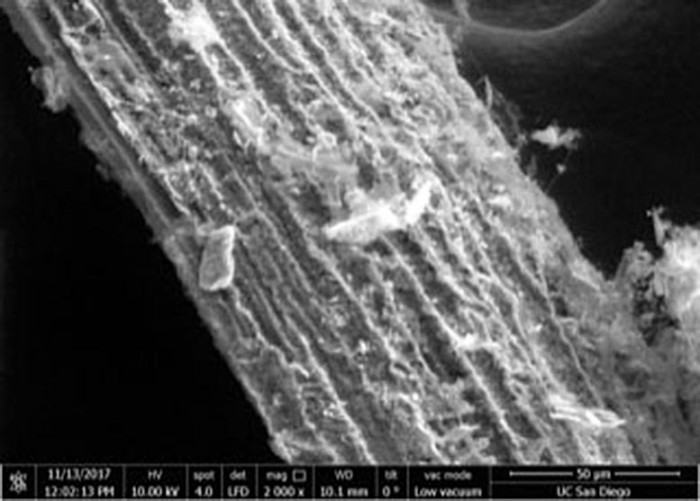 科学家量化将植物捕获的二氧化碳永久储存为碳化硅的过程