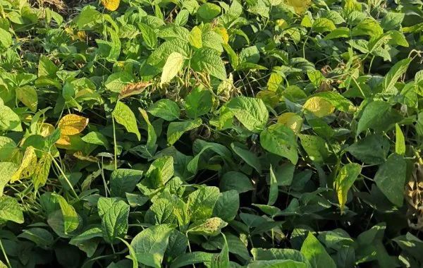 大豆霜霉病防治要点|大豆_新浪财经_新浪网