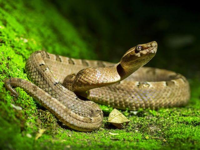 印度妇女将一条毒蛇视为“湿婆化身”，缠在脖子上却被咬死