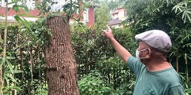 老人修剪自种香樟树被罚14万上热搜 央视评论