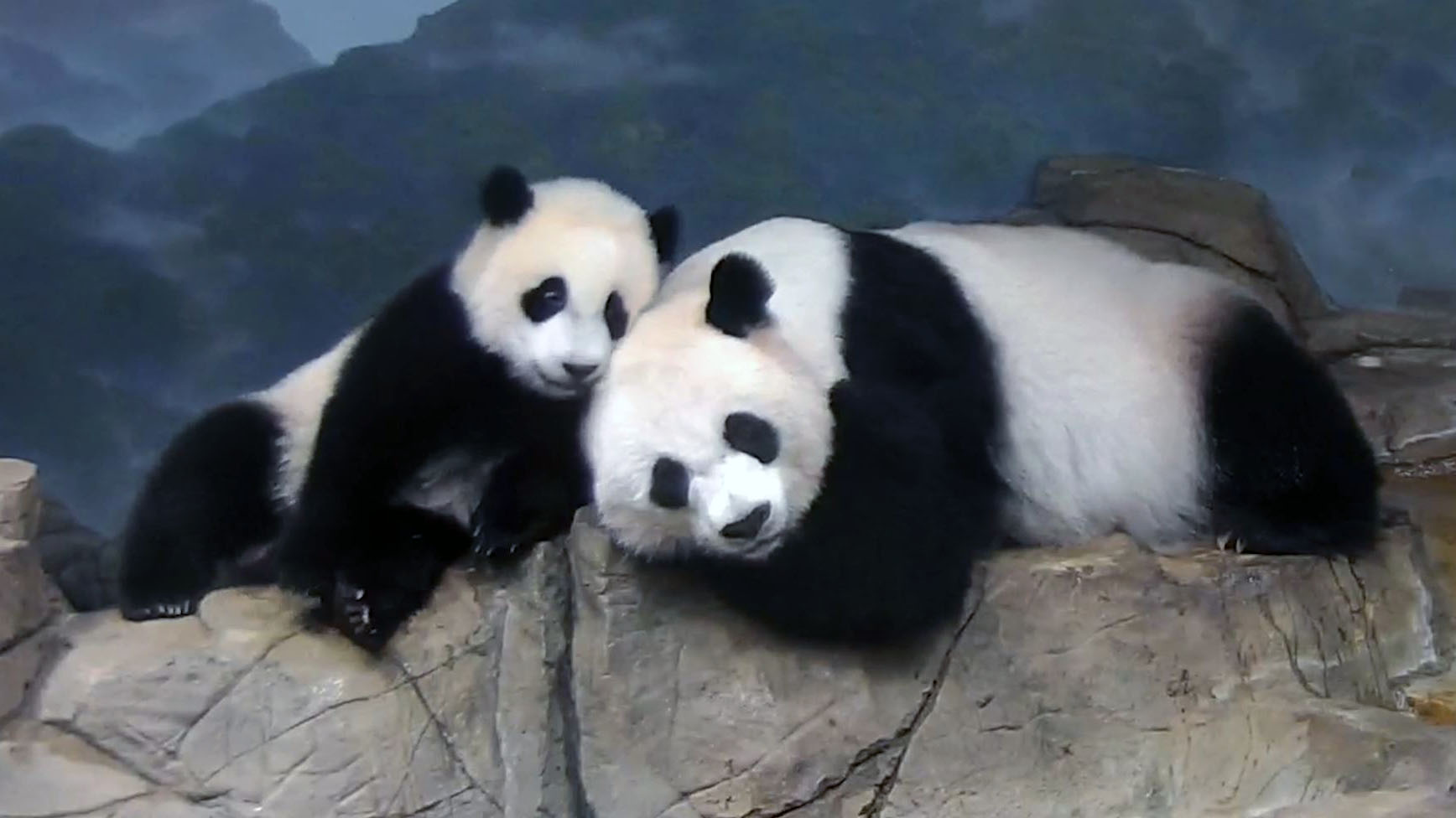 中國駐美大使向美國國家動物園大熊貓小奇蹟致週歲生日祝福