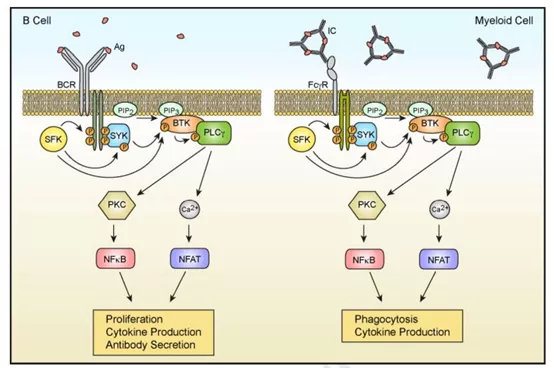 全球已获批5款！新一代BTK抑制剂差异化如何体现？_新浪财经_新浪网