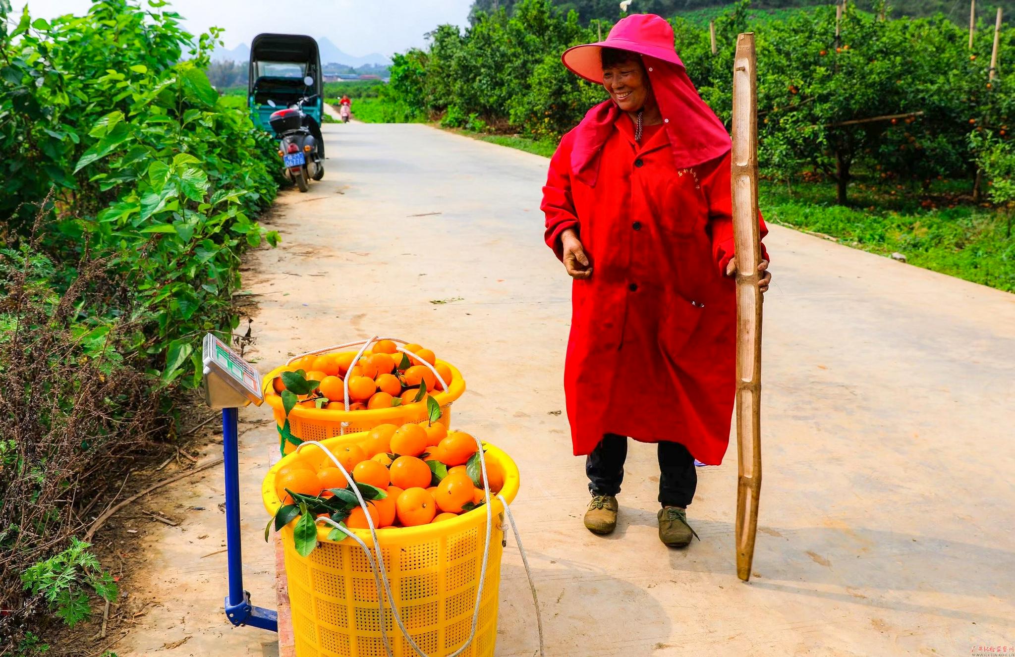 图为宜州区石别镇果农将一筐筐黄灿灿的柑果上秤测重,收获的喜悦溢于
